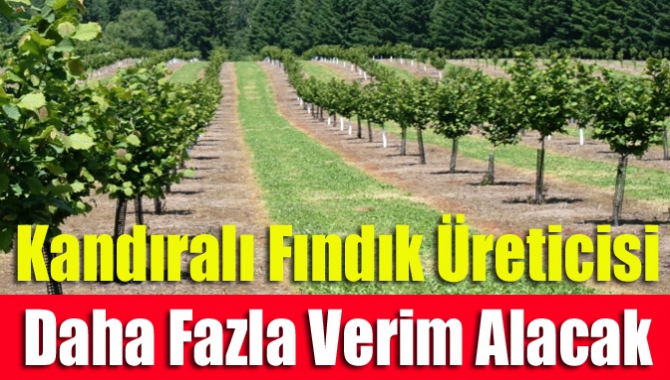Prof.Dr.Turan Karadeniz, mevcut Türk fındığı bahçelerinin tek gövdeli ağaç fındık