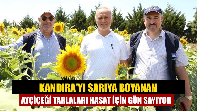 Büyükşehir Belediyesi’nin gübre desteğiyle Kocaeli genelinde 12 bin dekarda üretimi