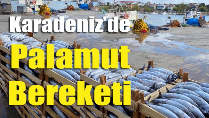 Av sezonunun açılmasıyla birlikte Karadeniz’de yaşanan palamut bereketi balıkçıların yüzünü