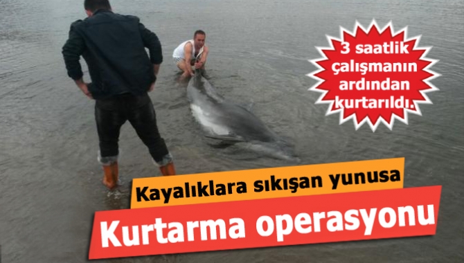 Kandıra Babalı Tuzağı mevkisinde kayalık alana sıkışan yunus kurtarıldı.