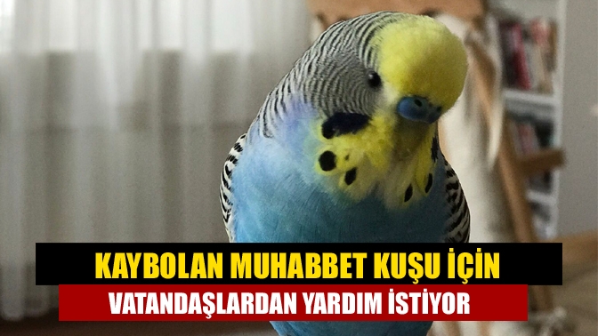 Kandıra’da muhabbeti kuşu kaybolan okurumuz, Rüzgar isimli muhabbet kuşunu gören