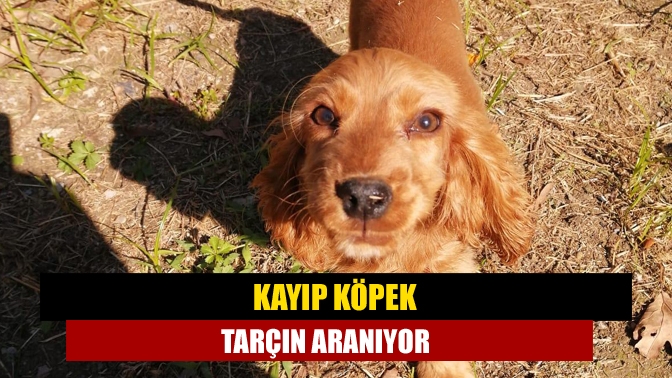 Kandıra’da evinin bahçesinden çalınan Amerikan cocker cinsi Tarçın isimli köpek,