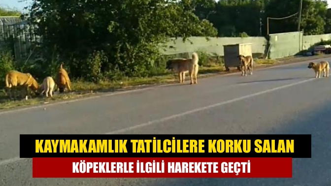 “Kerpe-Kumcağız yolunda köpeklerden geçiş yok” başlıklı haberimizin ardından Kandıra Kaymakamlığı