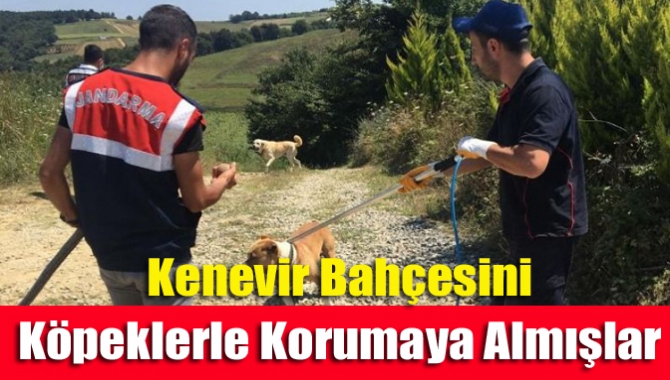 Kocaeli İl Jandarma Komutanlığı ekipleri Kandıra’da bir çitliğe operasyon düzenledi.
