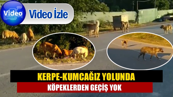 Kandıra’da yol üzerinde bulunan köpekler vatandaşı tedirgin ederken tatil için