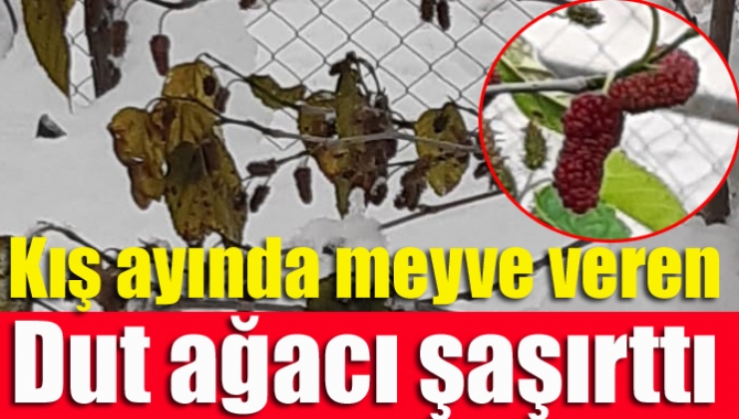 Kandıra'nın Kırkarmut Mahallesi’nde kış aylarında olmamıza rağmen meyve veren dut