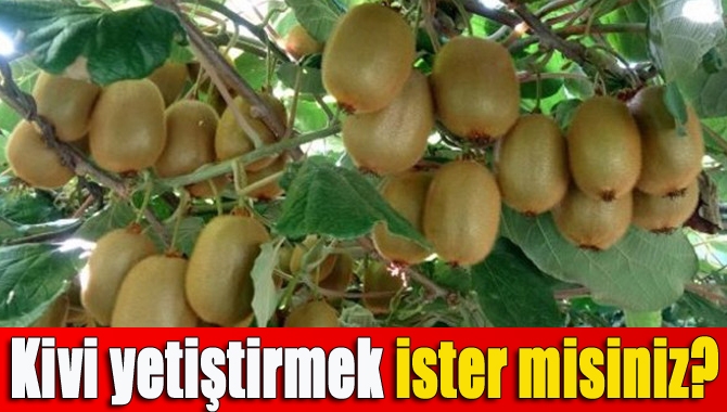 Büyükşehir, çiftçilere yüzde 50 hibe ile kivi bahçesi oluşturuyor. Kivi