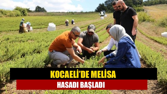 Büyükşehir’in TABİP Projesi kapsamında, il genelinde yetiştirilen melisa (oğul otu)