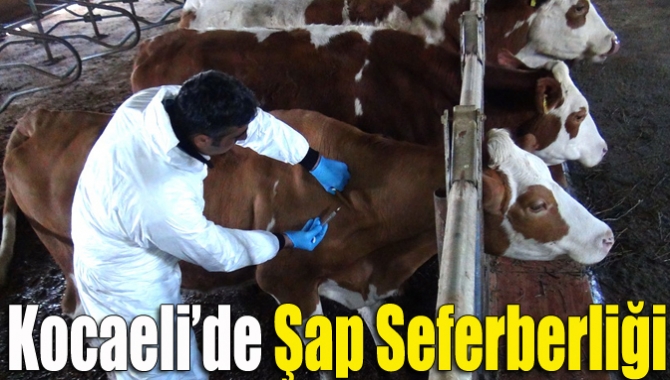 Asya-1 virüsü olarak adlandırılan Nepal Şapı’nın ilimizde olup olmadığını Kocaeli