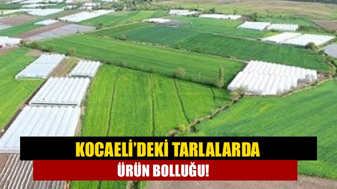 Kocaeli’de tarım yapılan alanlarda çok ciddi bir faaliyet var. Domatesten