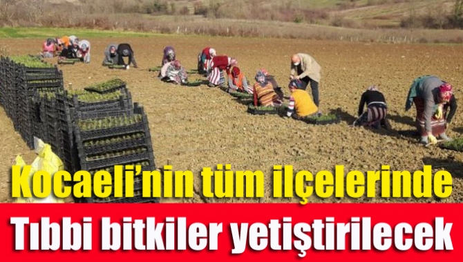Kocaeli Büyükşehir Belediyesi, hazırladığı alım garantili "Tıbbi ve Aromatik Bitki