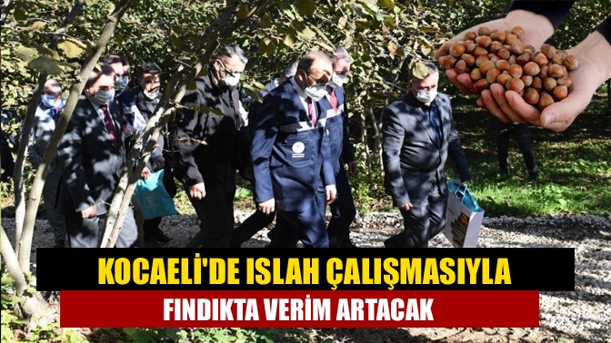 Kocaeli'nin 5 ilçesinde başlatılan ıslah çalışmalarıyla fındık üretiminin ve veriminin