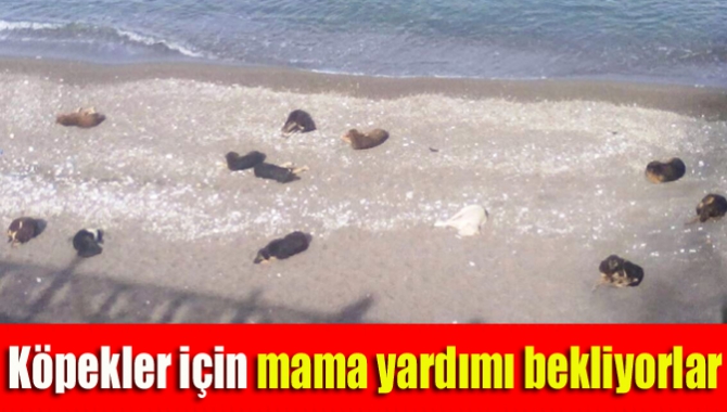 Kandıra'da yaşayan kendi imkanları ile satın aldıkları mamalarla sahillerde bulunan