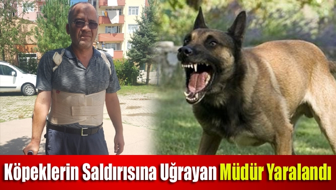 Kandıra’da köpeklerin saldırısına uğrayan Yakup öğretmen, 5 metre yüksekliğindeki köprüden
