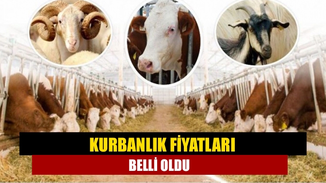 Mübarek Kurban Bayramı öncesi milyonlarca vatandaşın gündeminde yer allanan Kurbanlık