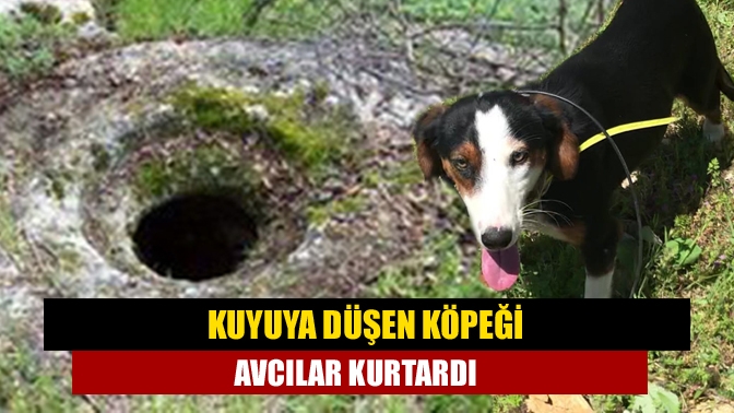 Sahibi ile birlikte çıktığı domuz avı esnasında ortadan kaybolan köpek,