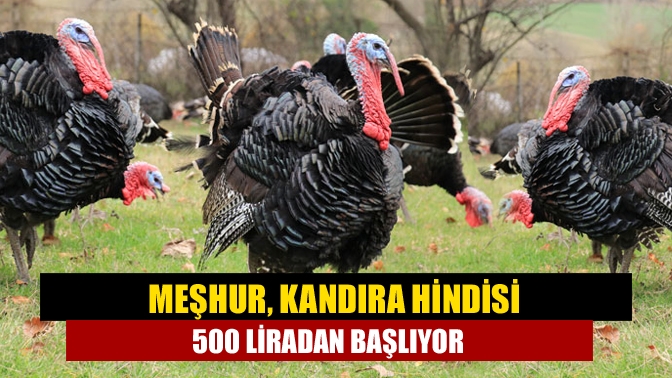 Yılbaşına iki hafta gibi bir süre kala, hindi pazarları ve