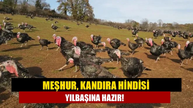 Kocaeli'nin hindisi ile meşhur ilçesi Kandıra'da, doğal ortamda geleneksel yöntemlerle