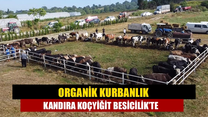 Kandıra Çarşı Mahallesi Cumhuriyet Caddesi üzerinde hizmet veren Koçyiğit Kasap,