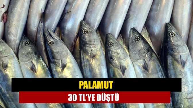 Kandıra'da balık tezgâhları şenlendi. Balık bolluğu devam ediyor. Sezonun en