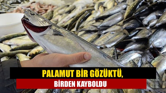Balık av sezonu devam ederken, geçen hafta Karadeniz’e açılan balıkçılar