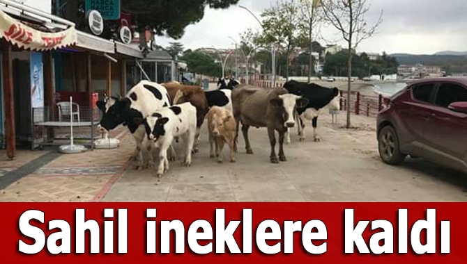 Havaların iyice soğumasıyla boş kalan Kerpe sahili, ineklere kaldı.