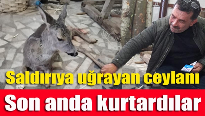 Kandıra Beylerbeyi köyünde köpeklerin saldırısına uğradığı söylenen ceylan, ağır yaralı