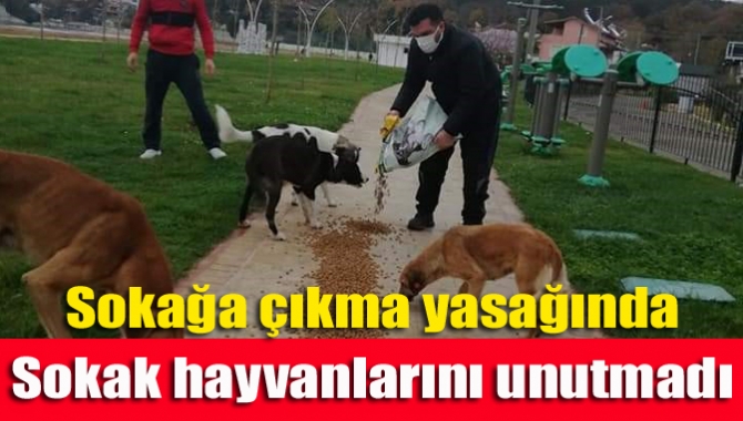 Kandıralı muhtar, hafta sonu sokağa çıkma yasağında sokak hayvanlarını besledi.