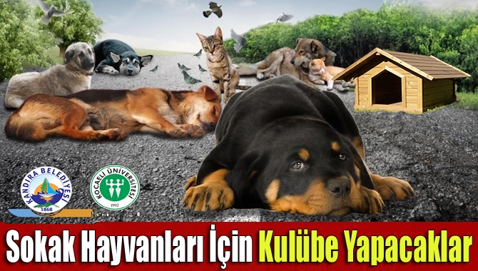 Kandıra Meslek Yüksekokulu öğrencileri, Kandıra Belediyesi ile birlikte sokak hayvanları