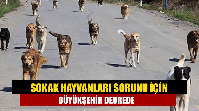 Büyükşehir, tüm anketlerde kentin en büyük sorunu olarak çıkan sokak