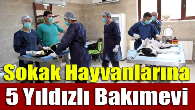 Büyükşehir Belediyesi’nin Kandıra yolundaki 5 yıldızlı bakım evinde sokak hayvanları
