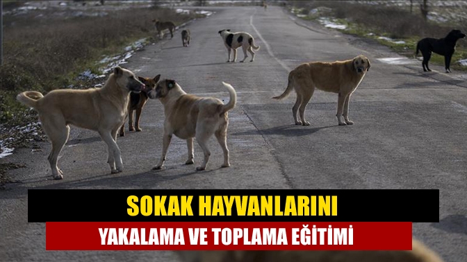 Büyükşehir, ilçe belediyelerinden 42 personele sokak hayvanlarını yakalama ve toplama