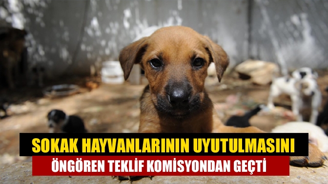 Sokak hayvanlarına ilişkin ‘Hayvanları Koruma Kanunu’nda Değişiklik Yapılmasına Dair Kanun