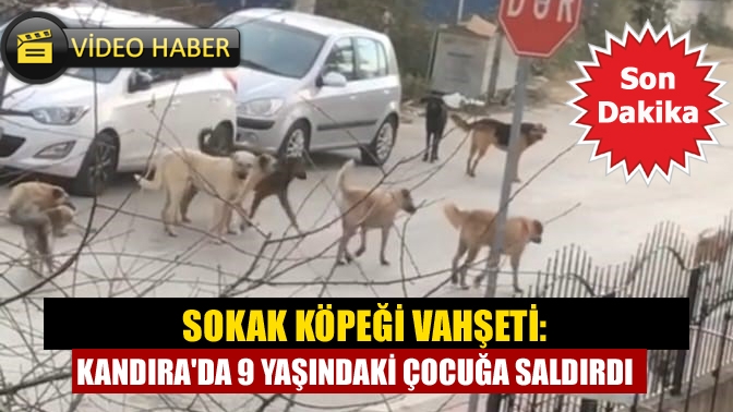 Kandıra Aydınlık Mahallesi zafer cami çevresinde sokak köpeklerinin saldırısına uğrayan