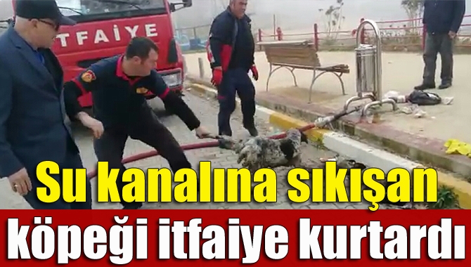 Kandıra’nın Kefken Mahallesi’nde su kanalına sıkışan köpeği itfaiye ekipleri kurtardı.