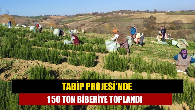 Büyükşehir’in TABİP projesi kapsamında 700 dekarlık alanda yaklaşık 150 ton