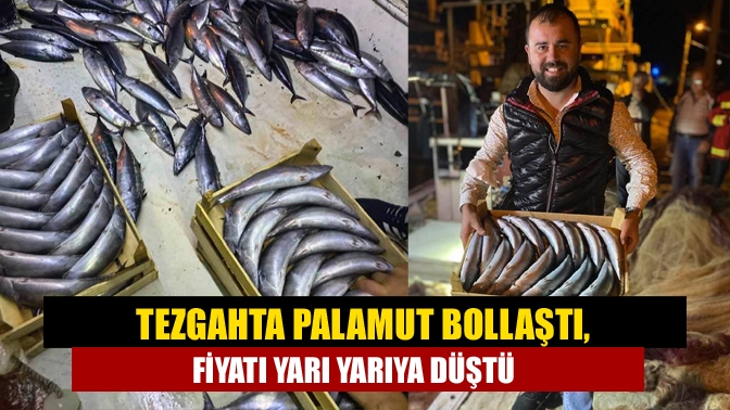 Kandıra’dan denize açılan balıkçılar bol palamutla döndü. Kefken’de palamutun fiyatı