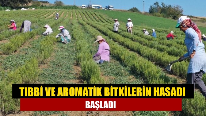 Büyükşehir tarafından katma değeri yüksek tıbbi ve aromatik bitki üreticiliğini