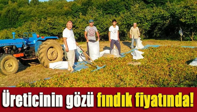 Kandıra’da fındık üreticileri mahsullerini toplamak için fındık bahçelerine indi.