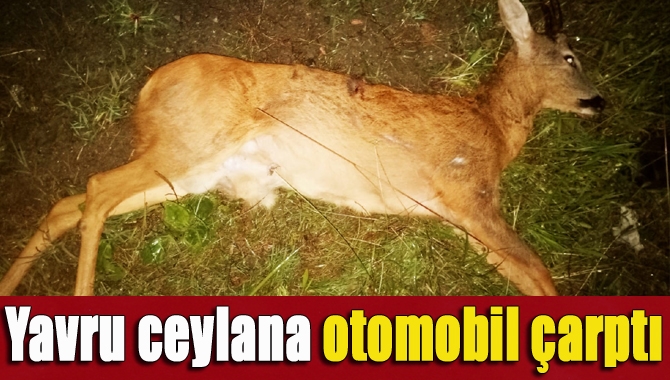 Kandıra-İzmit yolunda seyir halinde olan otomobil, Sucuali mevkiinde ormanlık alandan