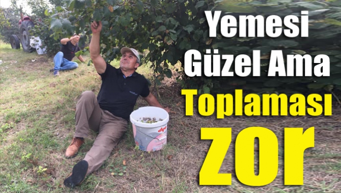 Kandıra’daki yüzlerce üretici gibi fındık tarlasına inerek mahsullerini toplayan AK