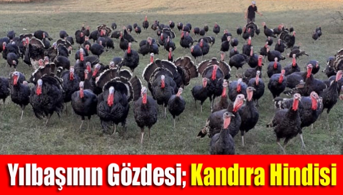 Yılbaşına sayılı günler kala lezzetiyle ünlü Kandıra hindisine talep yoğunlaştı.