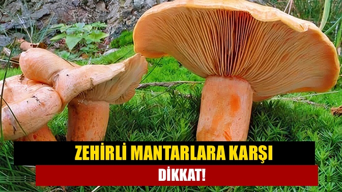 Mantar zehirlenmelerinin önüne geçebilmek için vatandaşı uyaran yetkililer, doğal alanlarda
