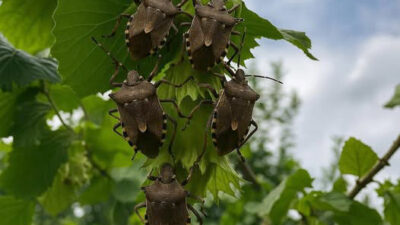 Kandıra’da da görülmeye başlayan Kahverengi Kokarca, fındık ve mısır başta