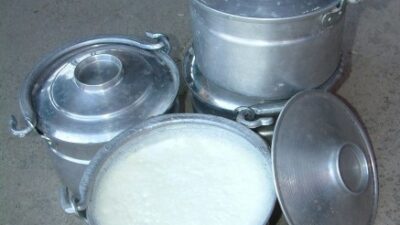 Kandıra’nın tescilli lezzeti olan Kandıra Yoğurdu, manda sütüyle elde edilen