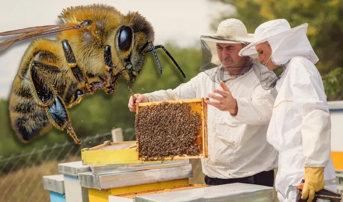 Kocaeli Büyükşehir Belediyesi, arıcılığı desteklemek amacıyla AKS belgeli üreticilere arı