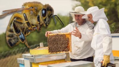 Kocaeli Büyükşehir Belediyesi, arıcılığı desteklemek amacıyla AKS belgeli üreticilere arı