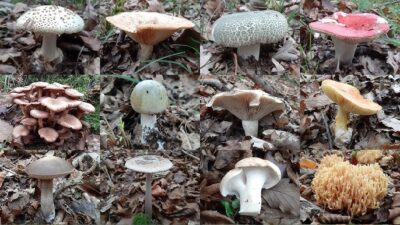 Kandıra’da doğal alanlarda yetişen mantarların tüketimi artınca mantar zehirlenmeleri de