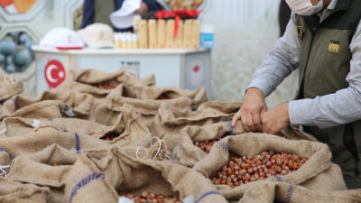 Kandıra’da fındık fiyatları ekim ayından itibaren düşüşe geçerek 260–270 TL