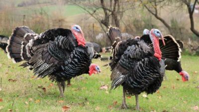 Kandıra ve İzmit köylerinde doğal olarak yetiştirilen yerli hindiler bu